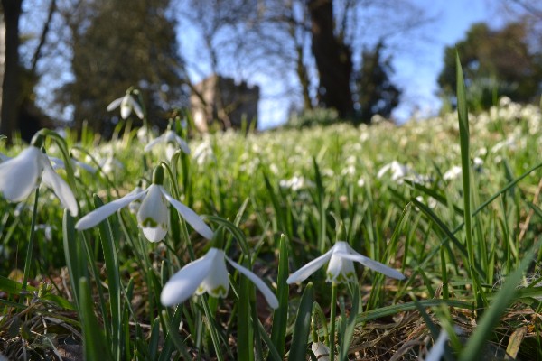 Snowdrops in a churchyard