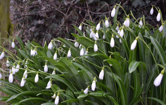 Snowdrops