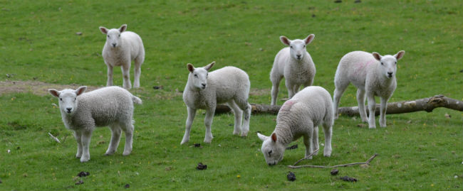 Spring Lambs